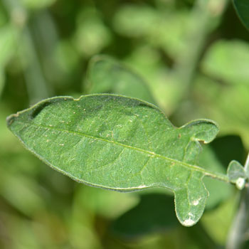 Purple Nightshade; note leaf with ear-lobe looking structure at base. Leaves variable from ovate to oblong-lanceolate. Solanum xanti Purple Nightshade; note leaf with ear-lobe looking structure at base. Leaves variable from ovate to oblong-lanceolate. Solanum xanti